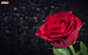 Tranh phong thủy hoa hồng đỏ
